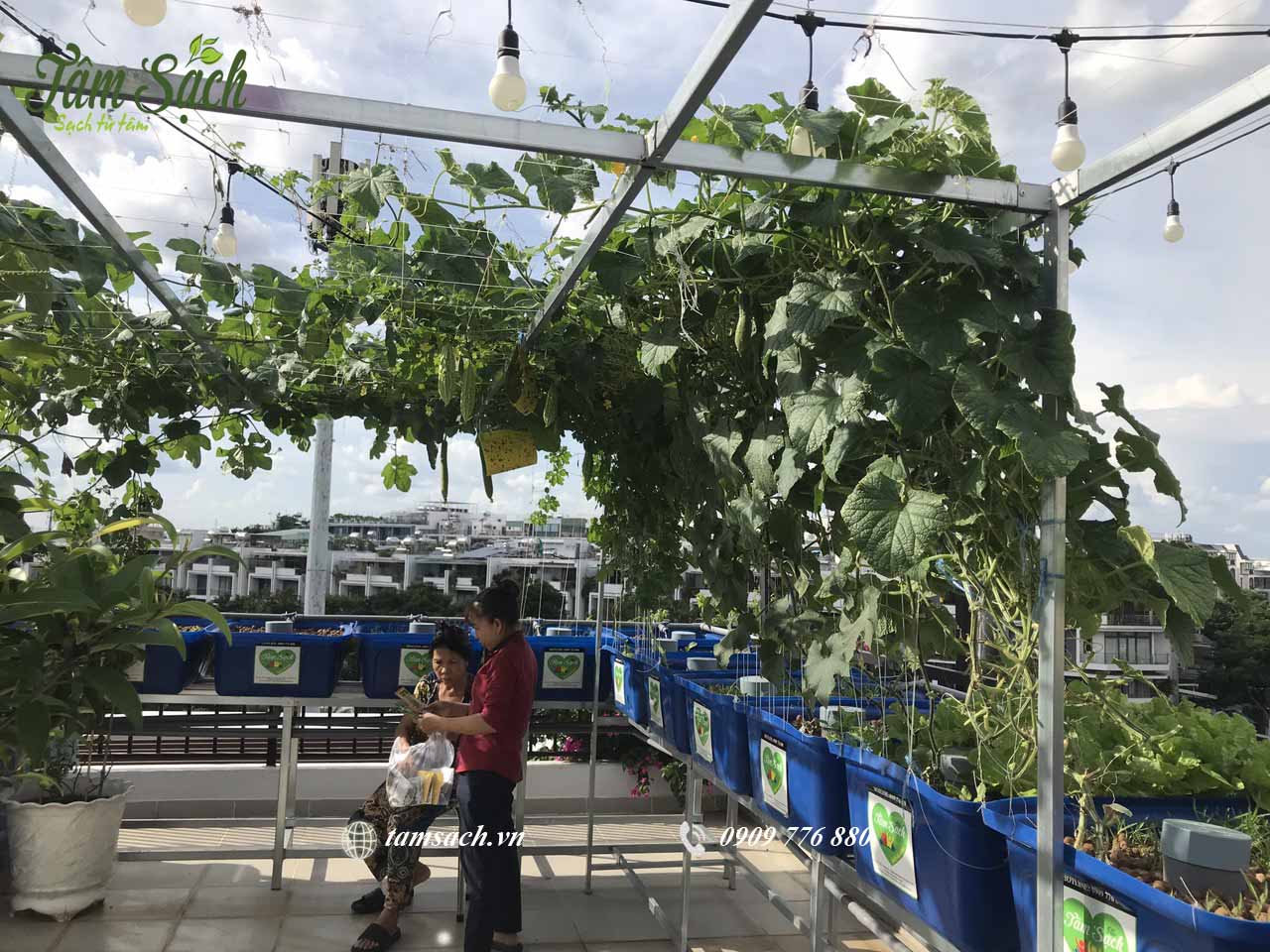 Mô hình vườn rau tự động cho gia đình bận rộn