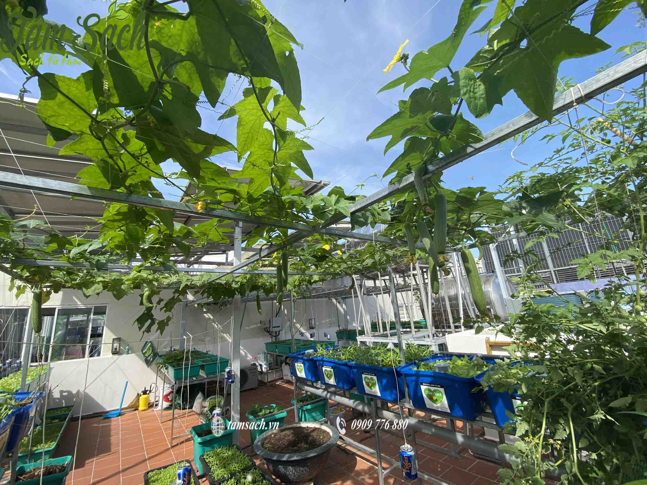 Cả GĐ vui thích với khu vườn mới được cải tạo