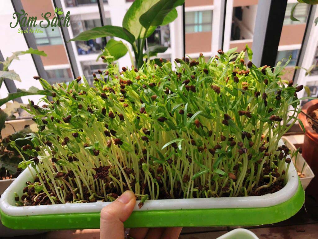 Chậu rau mầm mini đang phát triển trên kệ bếp