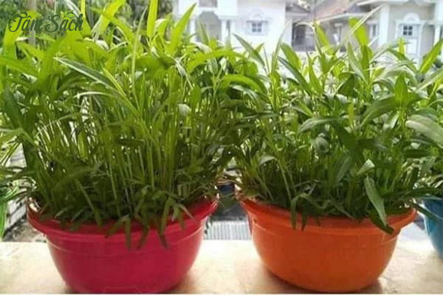 Thu hoạch rau muống trồng trong chậu thông minh