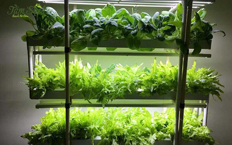 Đèn LED chiếu sáng cho vườn rau đặt trong nhà