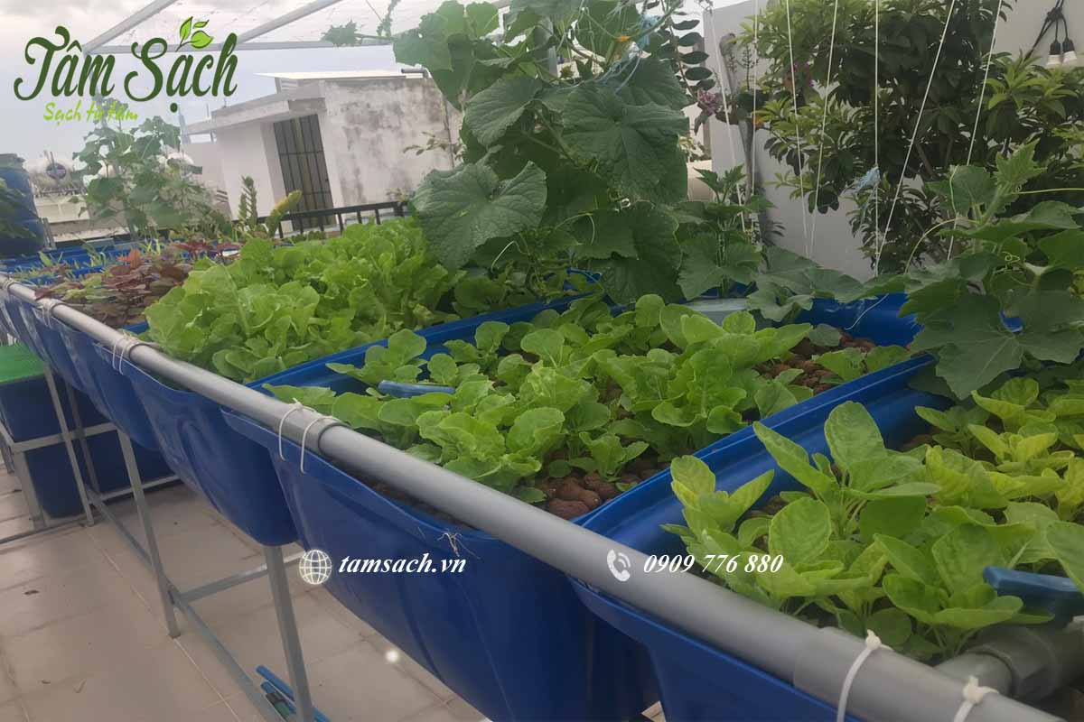 Hướng dẫn trồng rau sạch đơn giản
