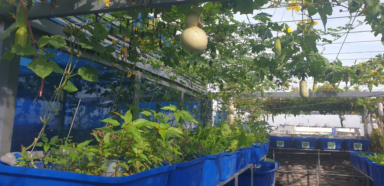 Làm giàn trồng rau tại nhà