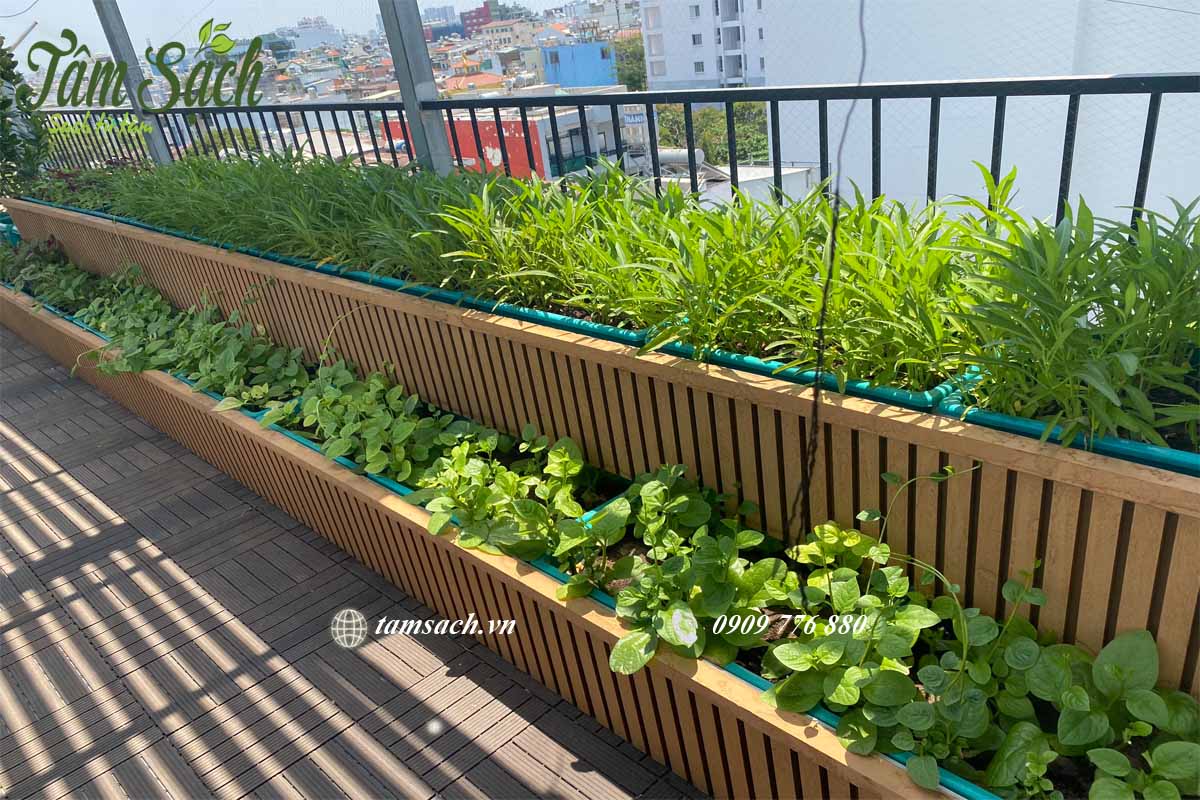 Hướng dẫn trồng rau sạch đơn giản