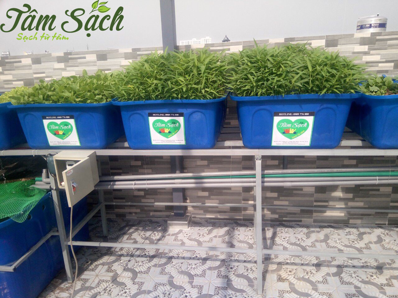 Giàn rau sạch tại nhà