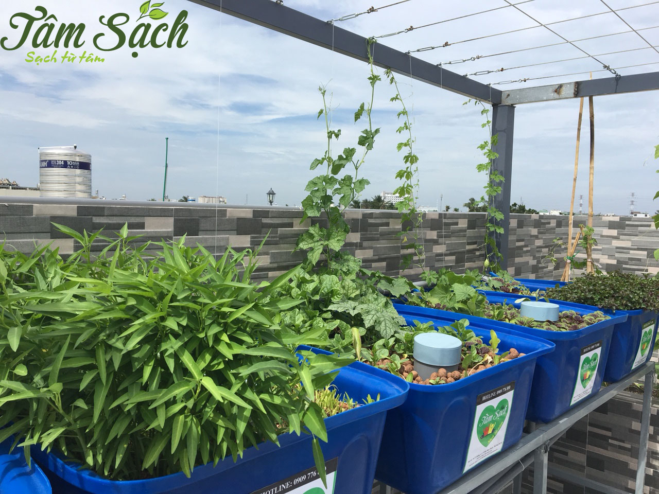 Giàn rau sạch tại nhà