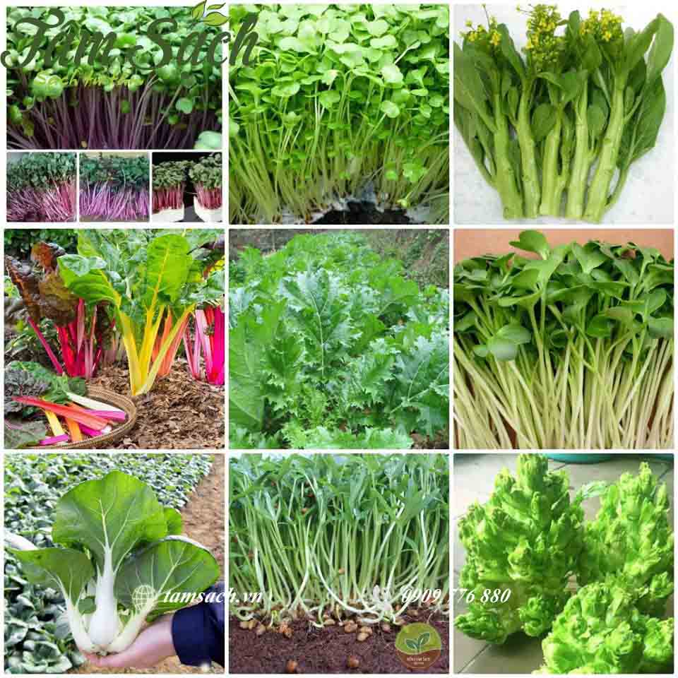 hạt giống rau sạch TPHCM