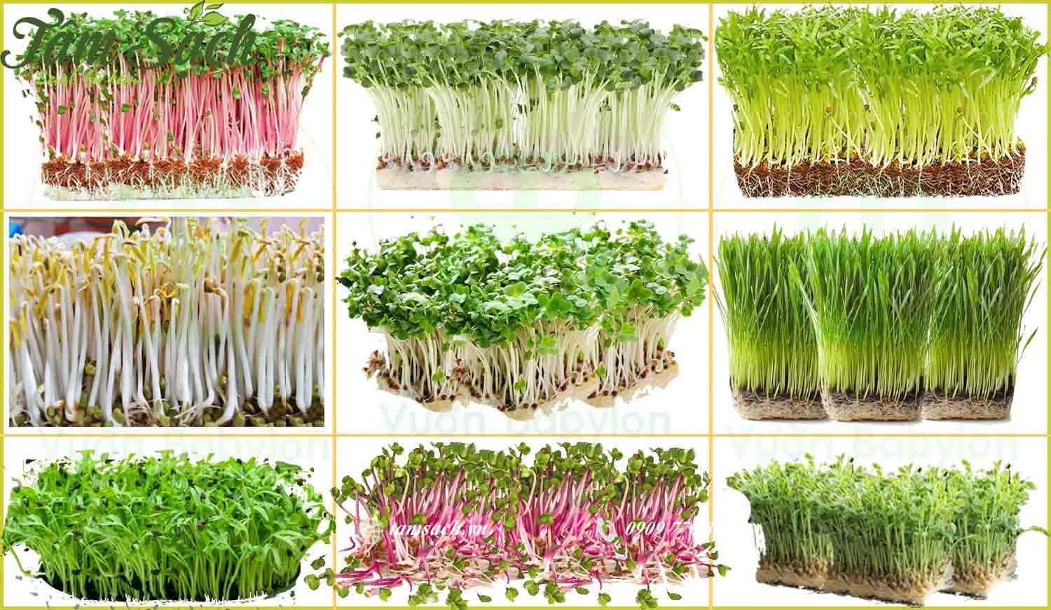 hạt giống rau sạch TPHCM