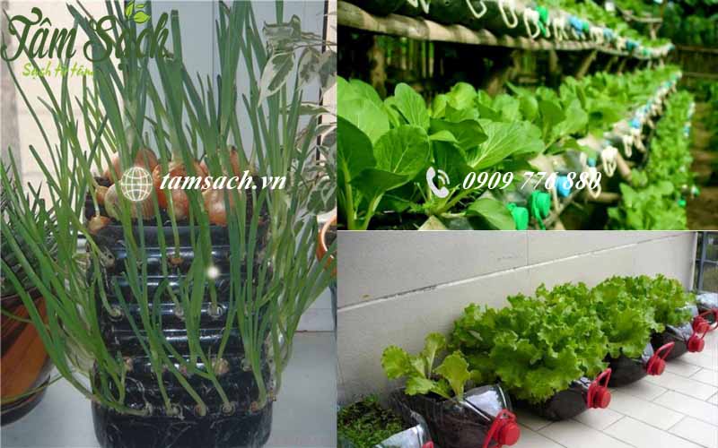 hạt giống rau sạch TPHCM