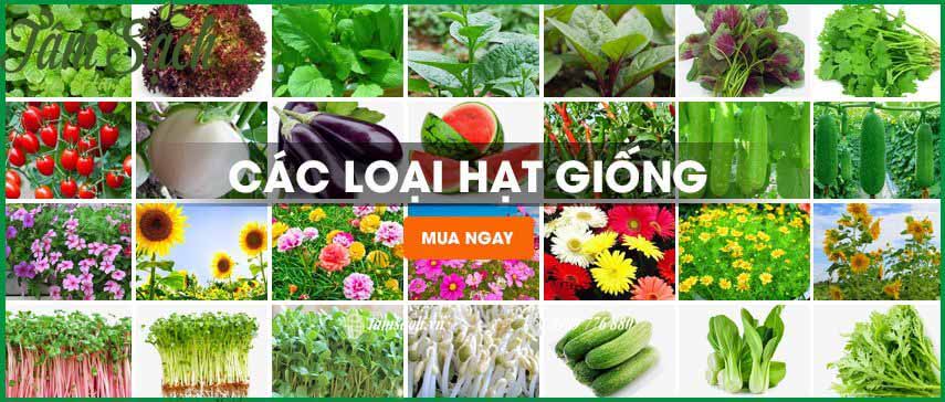 hạt giống rau sạch TPHCM