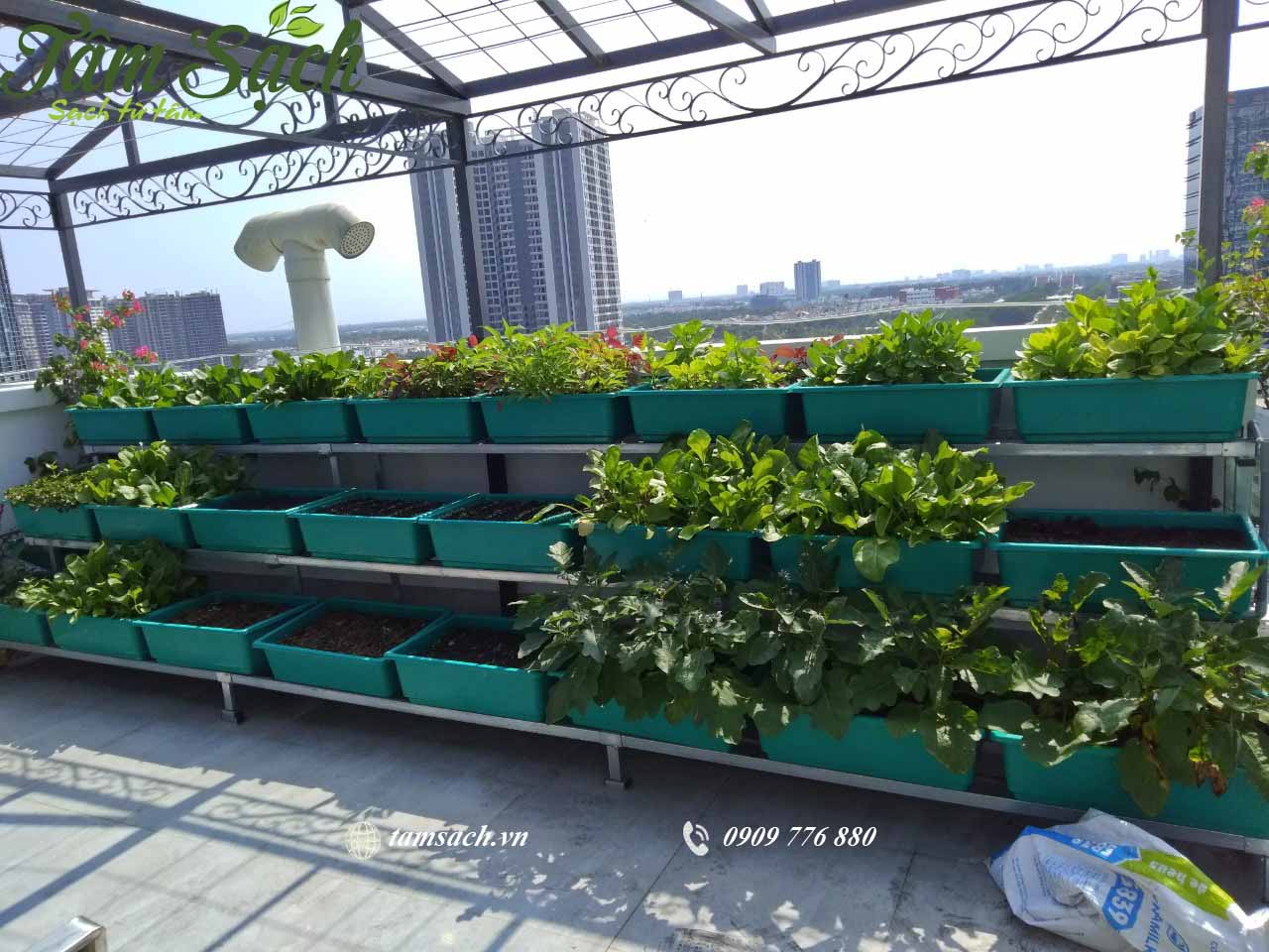 Kinh nghiệm trồng rau sạch