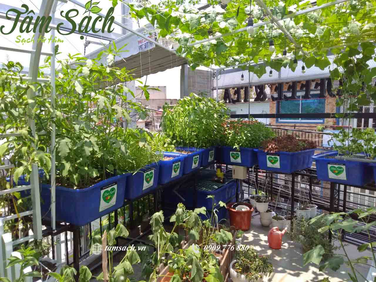 Kinh nghiệm trồng rau sạch