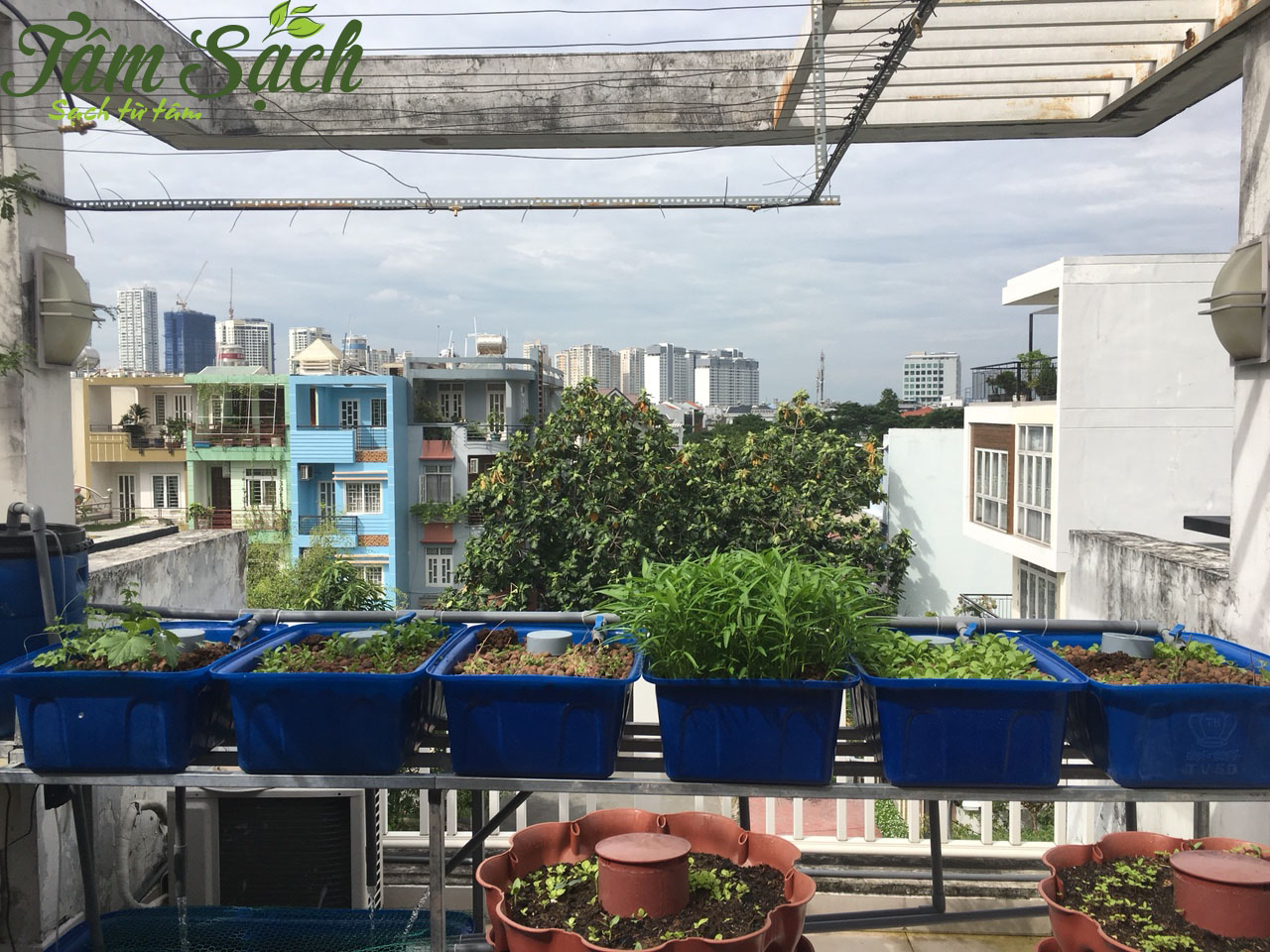 Mô hình aquaponics xanh