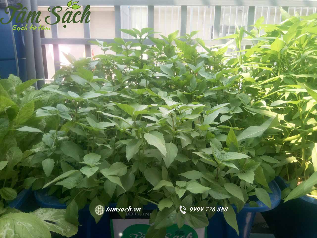 Rau trồng tại nhà