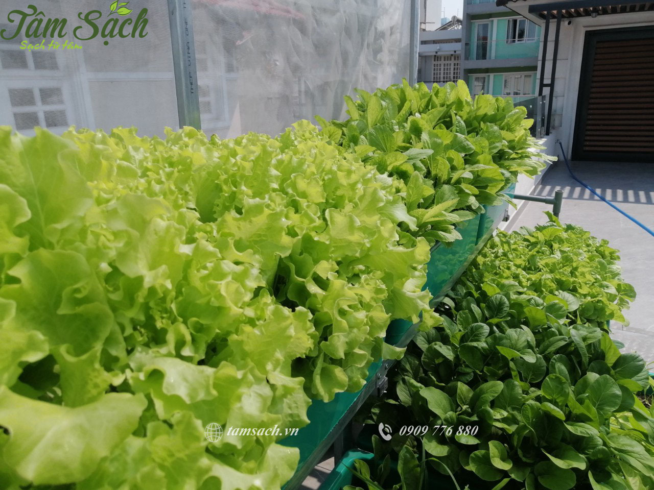 Thiết kế kệ trồng rau sạch