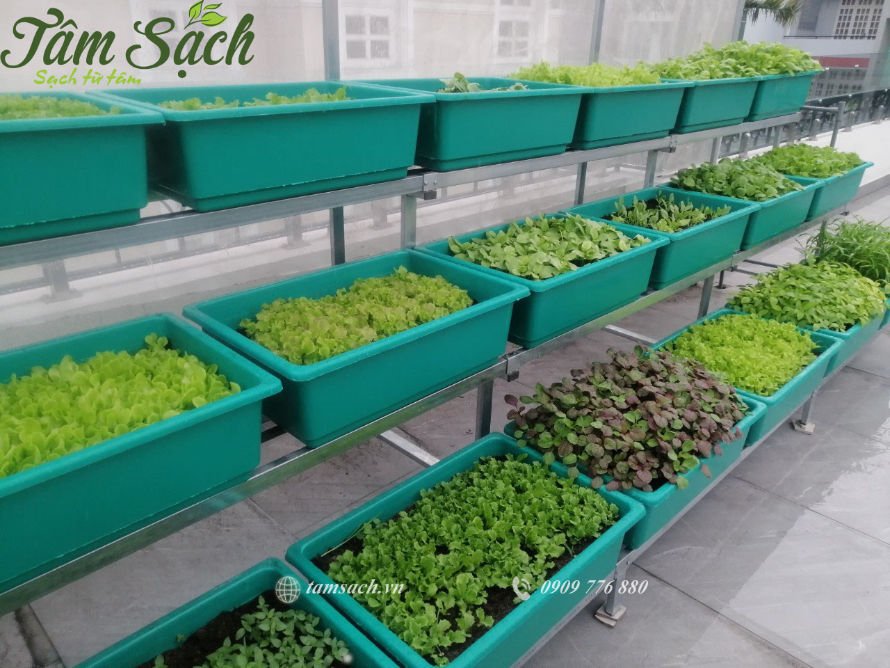 Thiết kế kệ trồng rau sạch