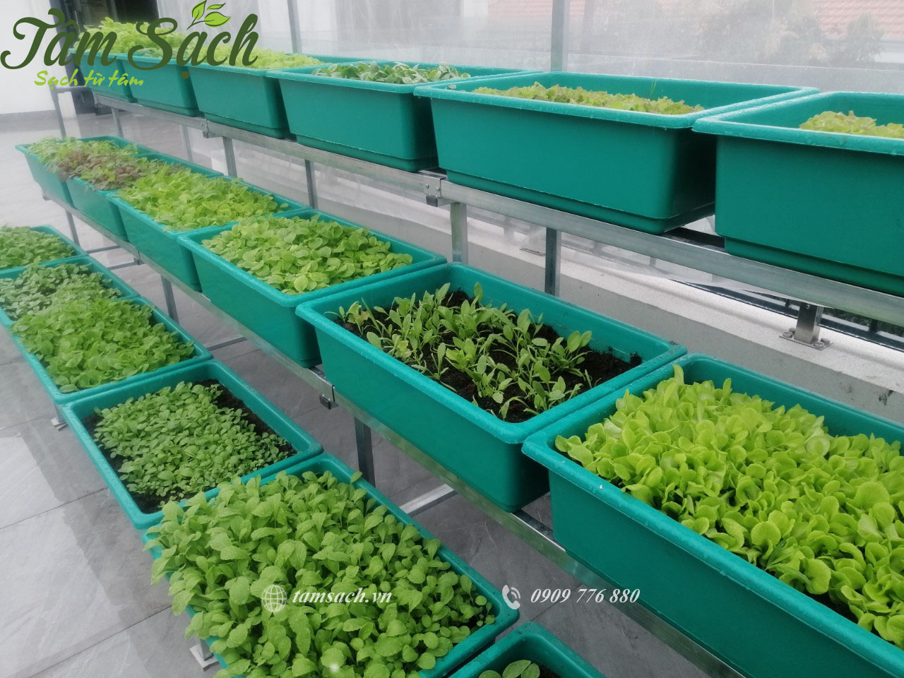 Thiết kế kệ trồng rau sạch