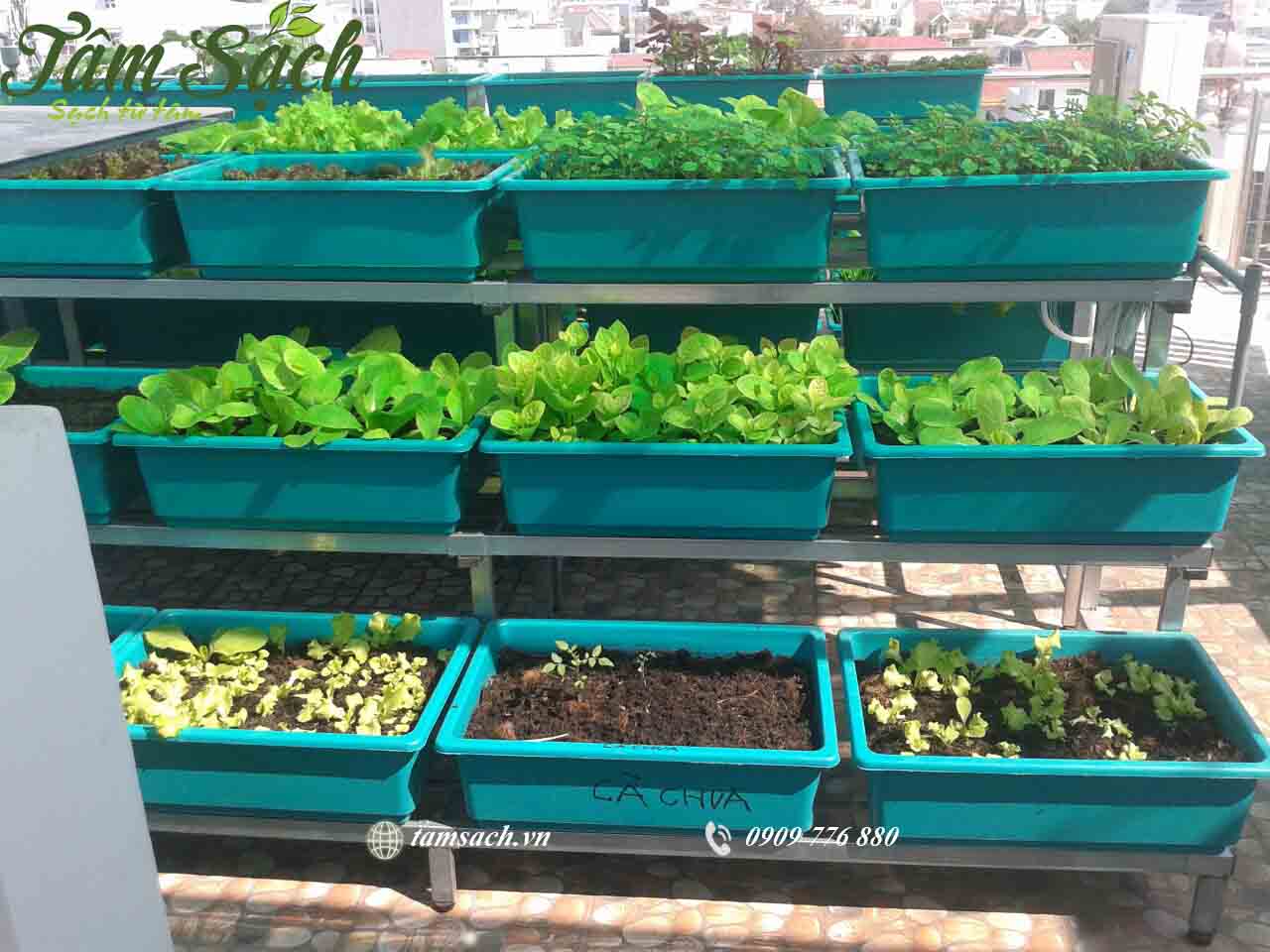 Trồng rau đơn giản tại nhà