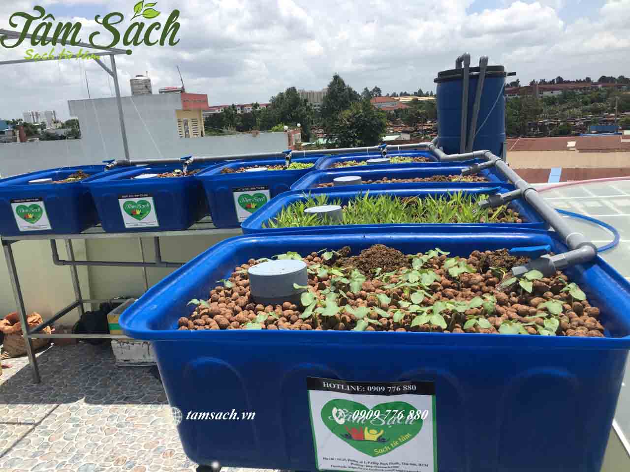 Trồng rau đơn giản tại nhà