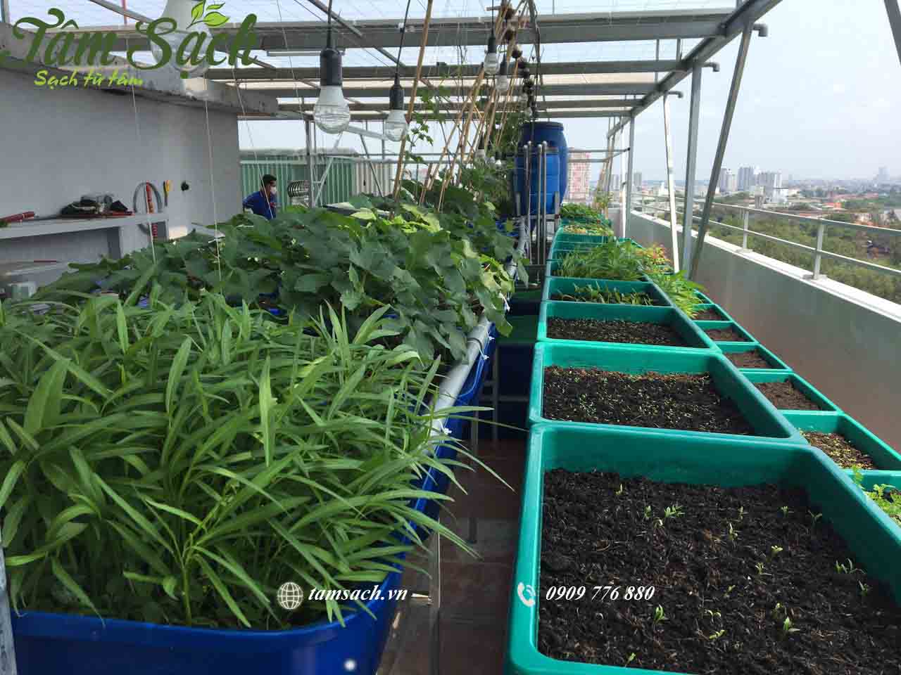 Trồng rau đơn giản tại nhà