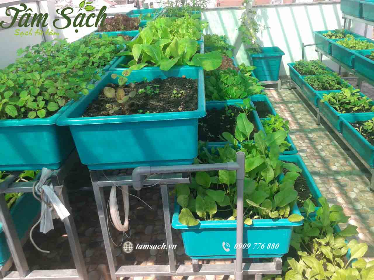 Trồng rau đơn giản tại nhà