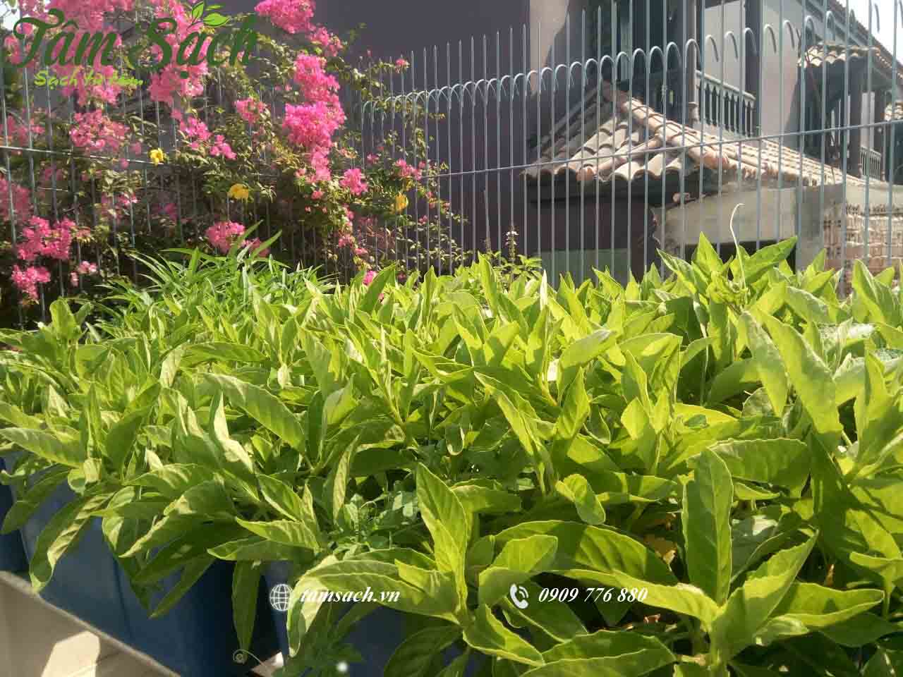 Trồng rau đơn giản tại nhà