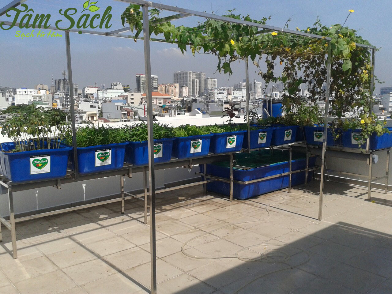 Trồng rau nuôi cá