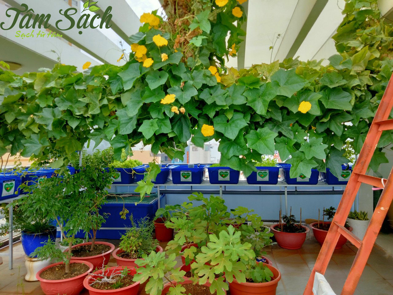 Trồng rau nuôi cá Aquaponics
