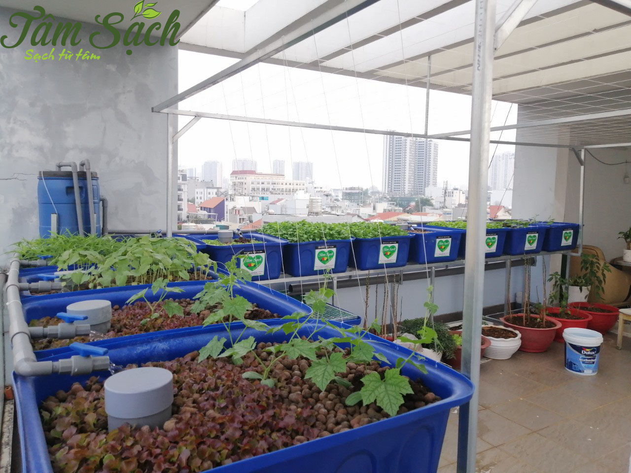 Trồng rau nuôi cá Aquaponics