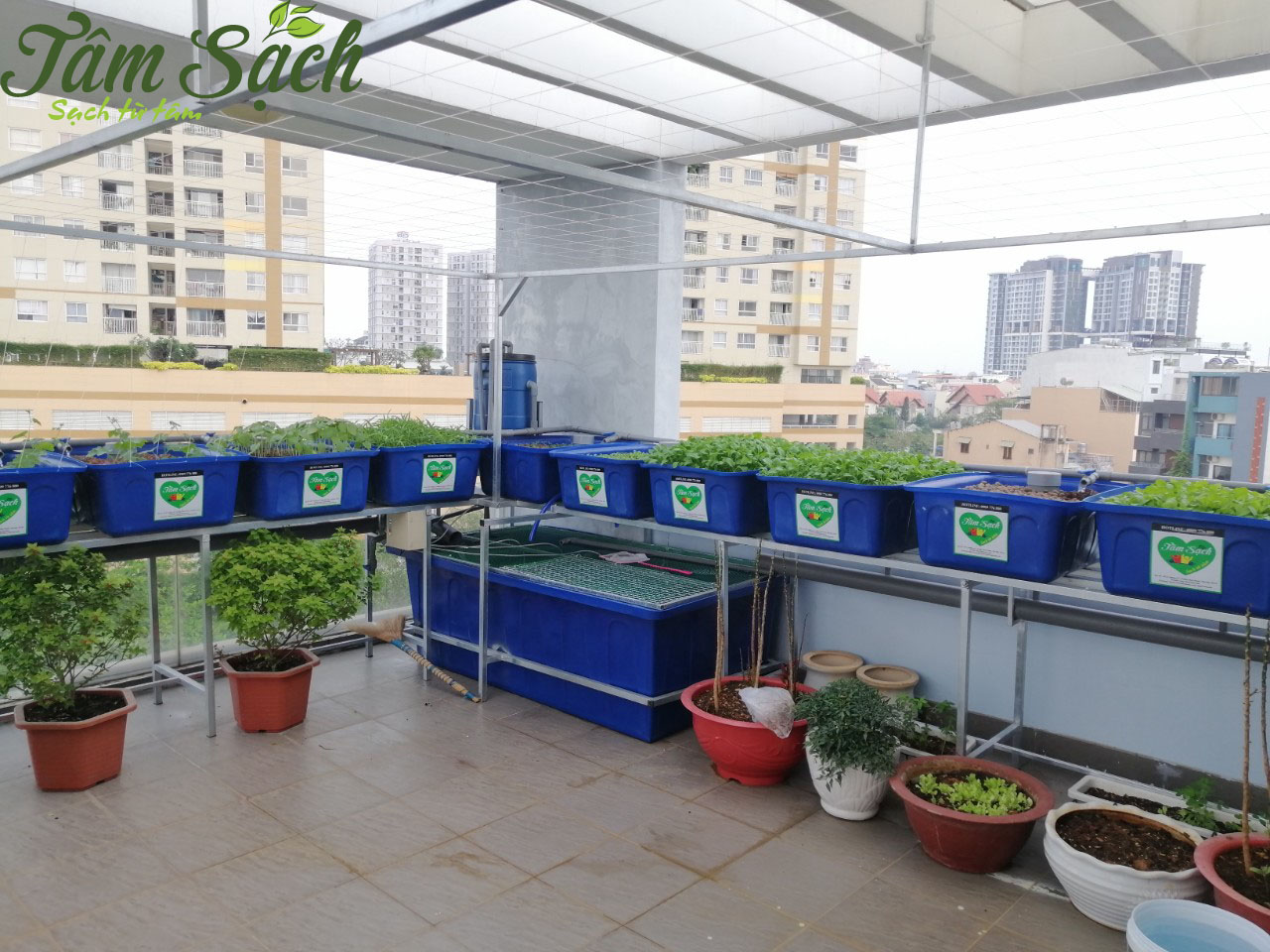 Trồng rau nuôi cá Aquaponics
