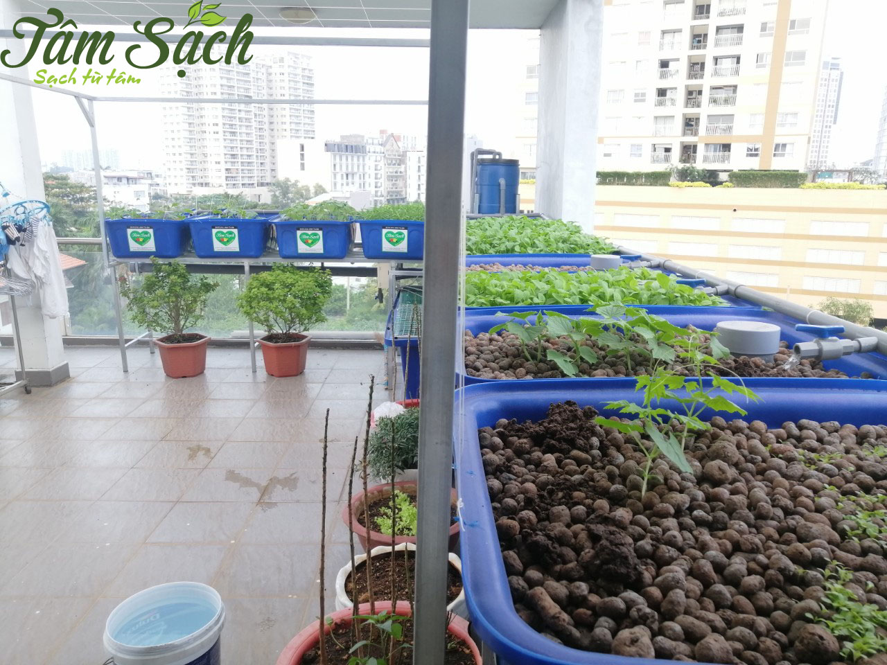 Trồng rau nuôi cá Aquaponics