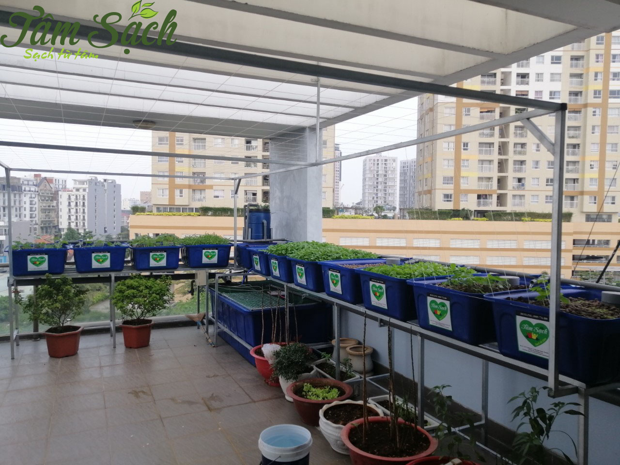 Trồng rau nuôi cá Aquaponics