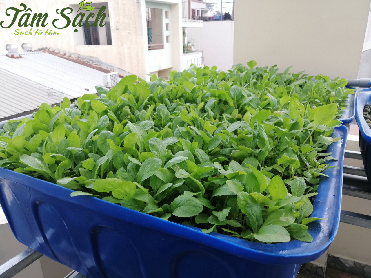 Trồng rau nuôi cá Aquaponics