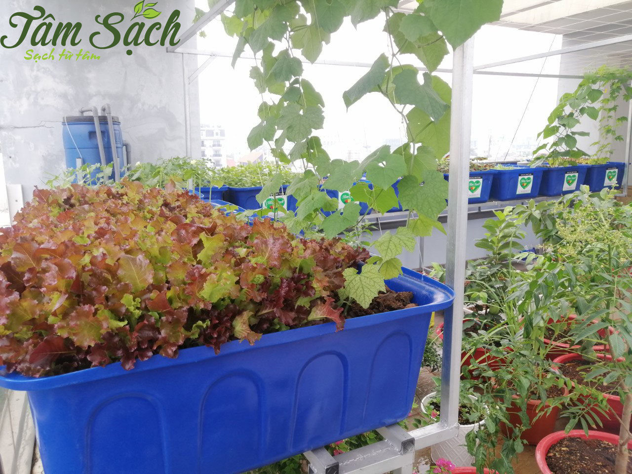 Trồng rau nuôi cá Aquaponics