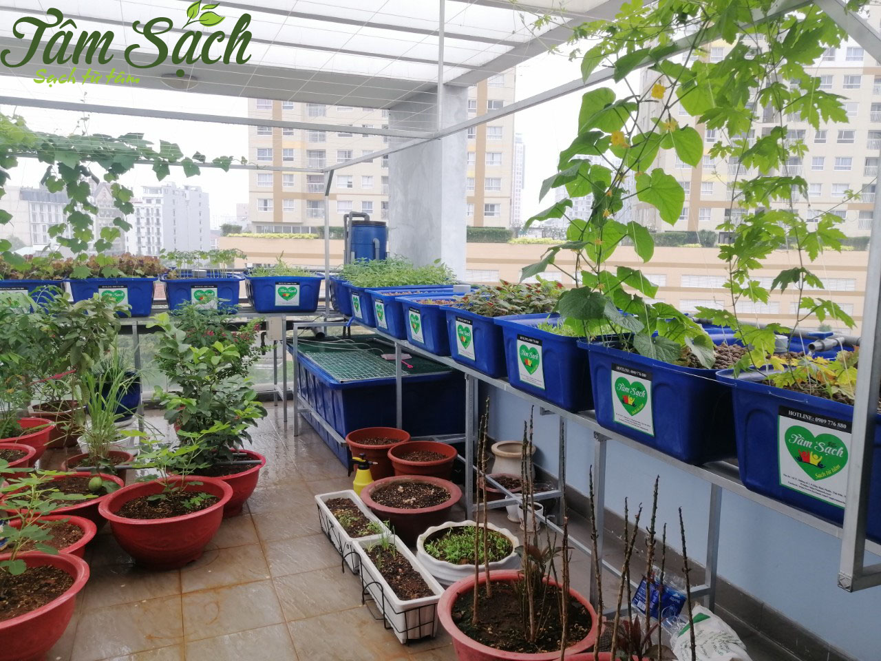 Trồng rau nuôi cá Aquaponics