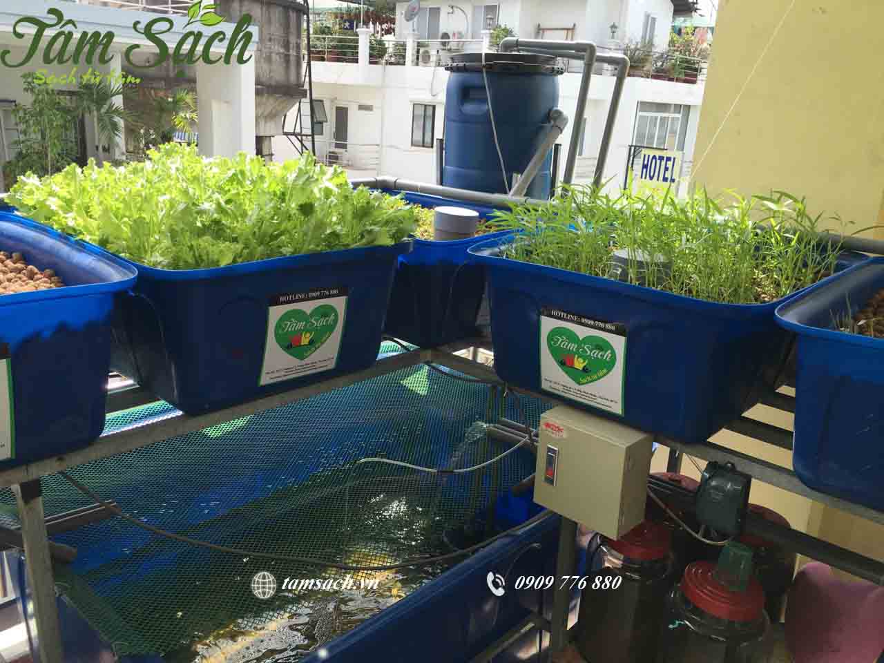 Trồng rau ở ban công