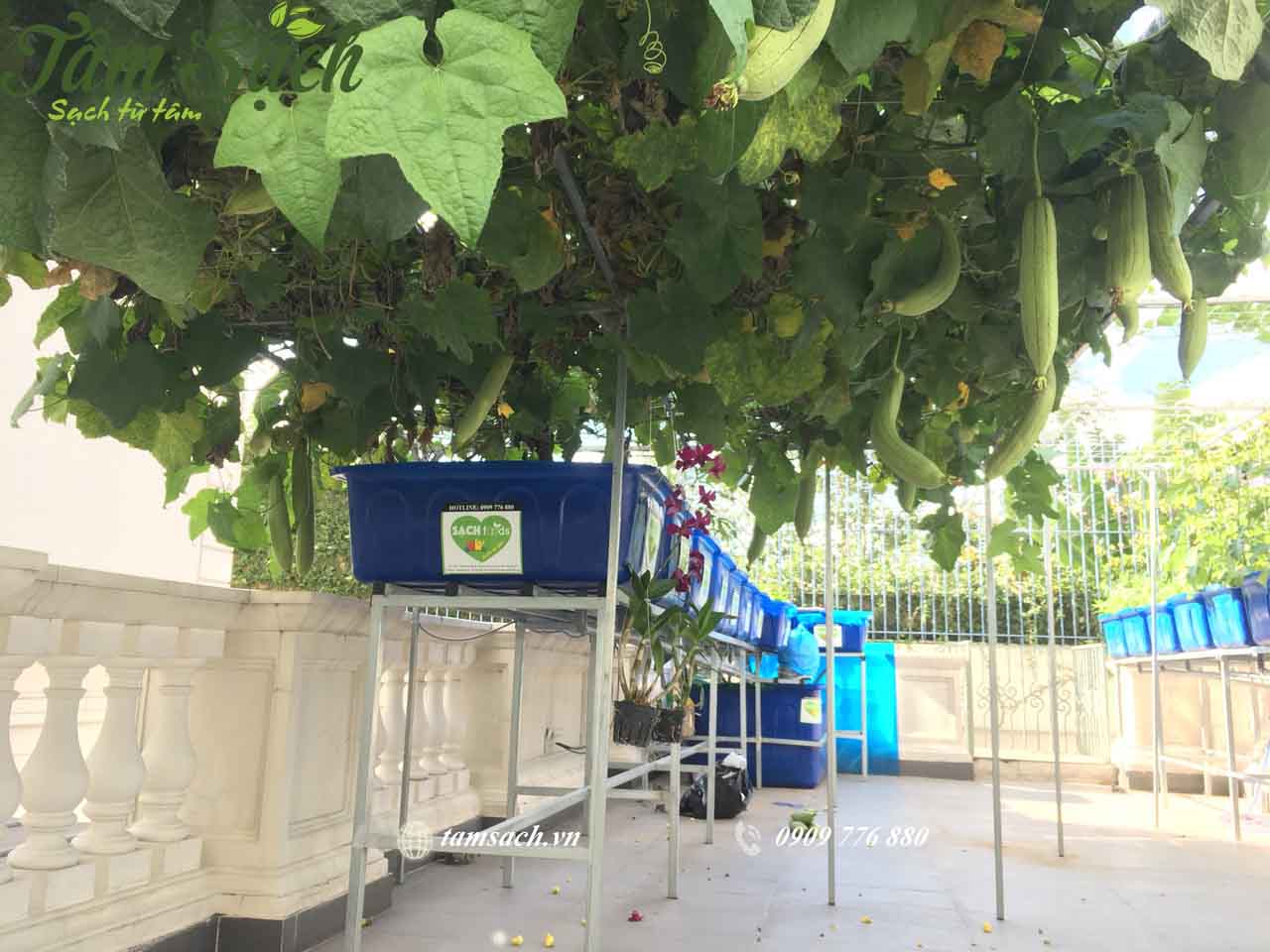 Trồng rau sạch Aquaponics
