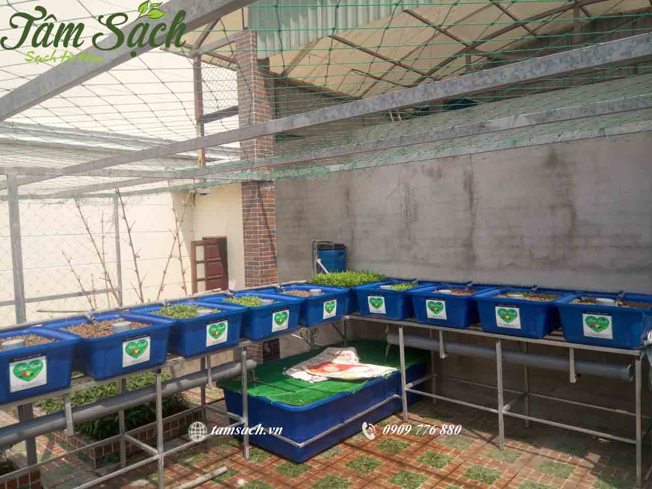 Trồng rau sạch Aquaponics