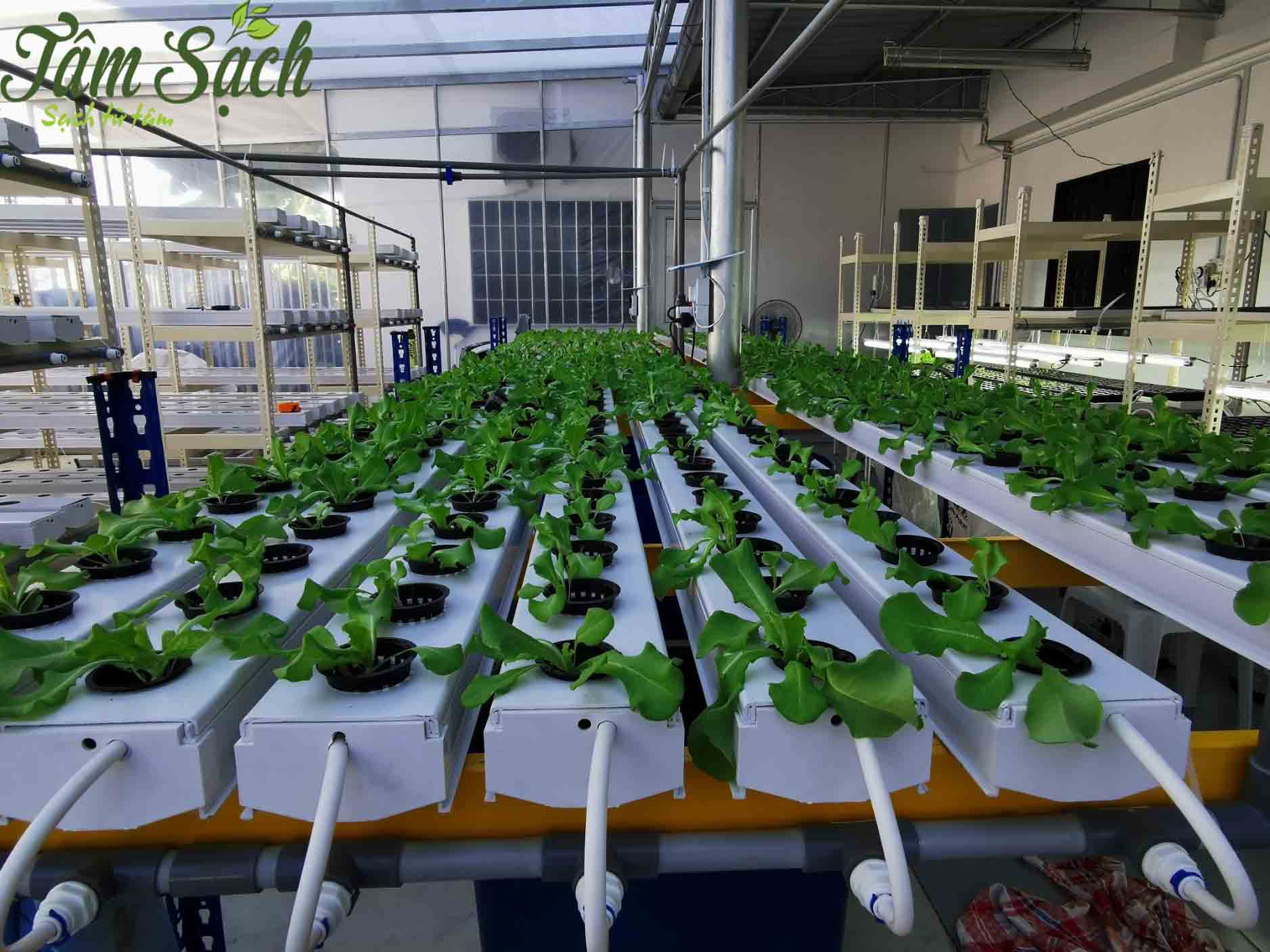 Trồng rau sạch Aquaponics