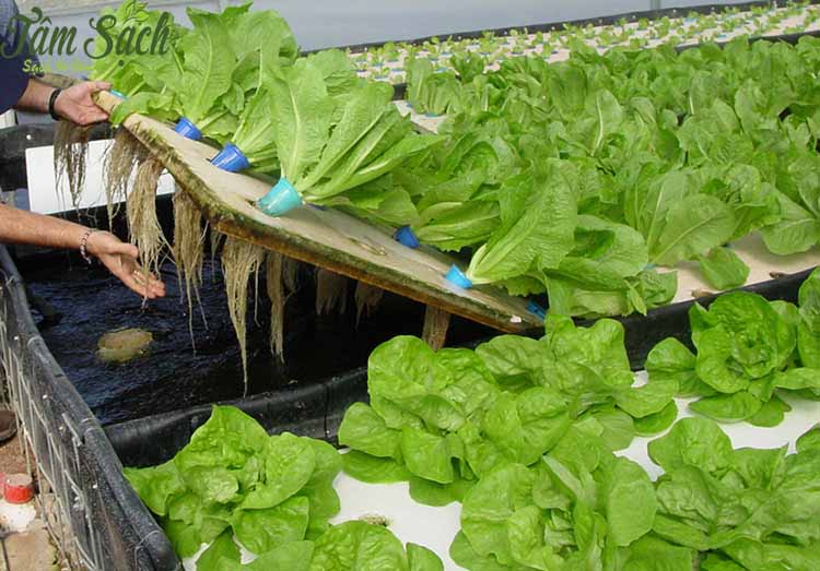 Trồng rau sạch Aquaponics