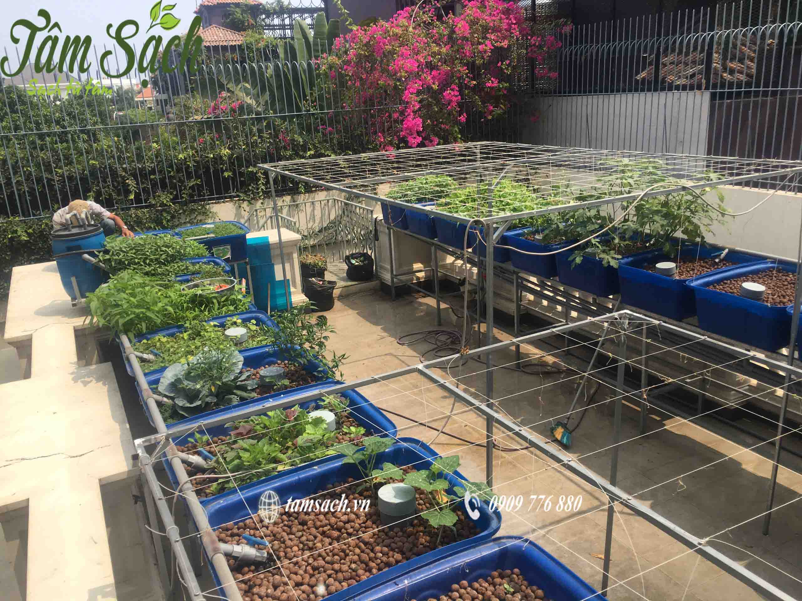 Trồng rau sạch Aquaponics