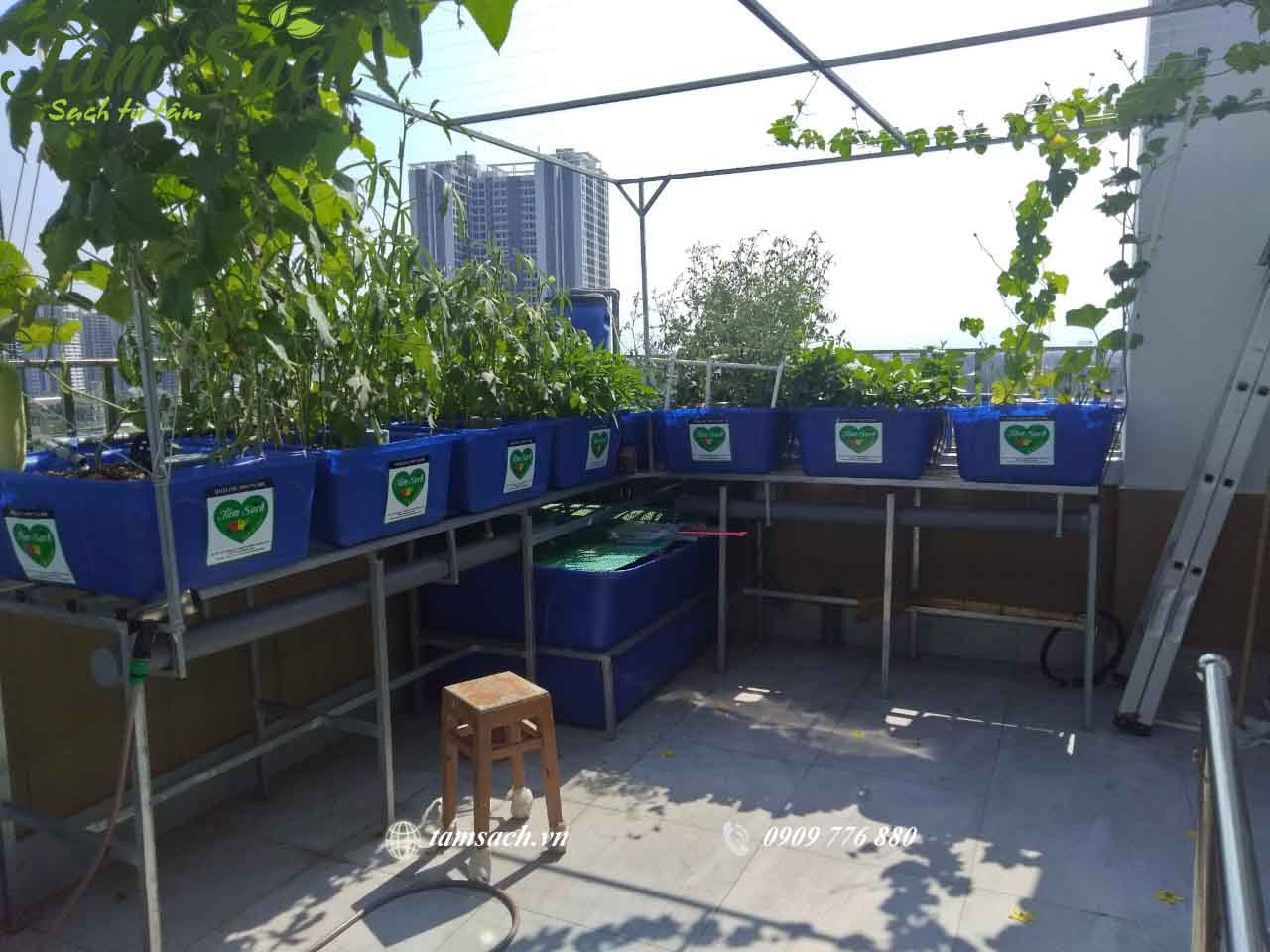 Trồng rau sạch Aquaponics