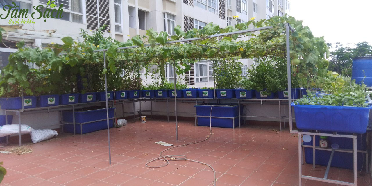 Trồng rau sạch làm giàu