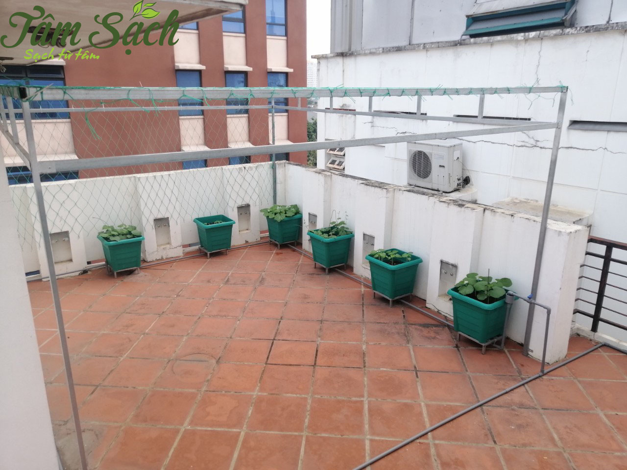 Vườn rau sân thượng