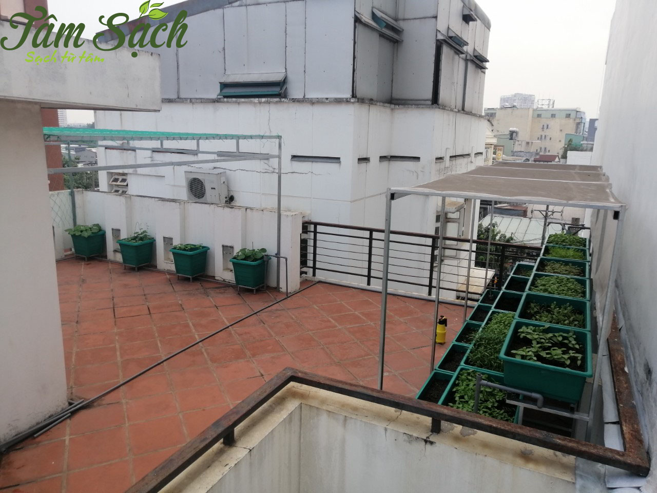 Vườn rau sân thượng