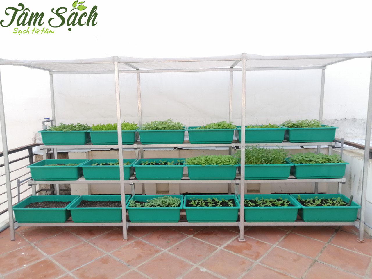 Vườn rau sân thượng