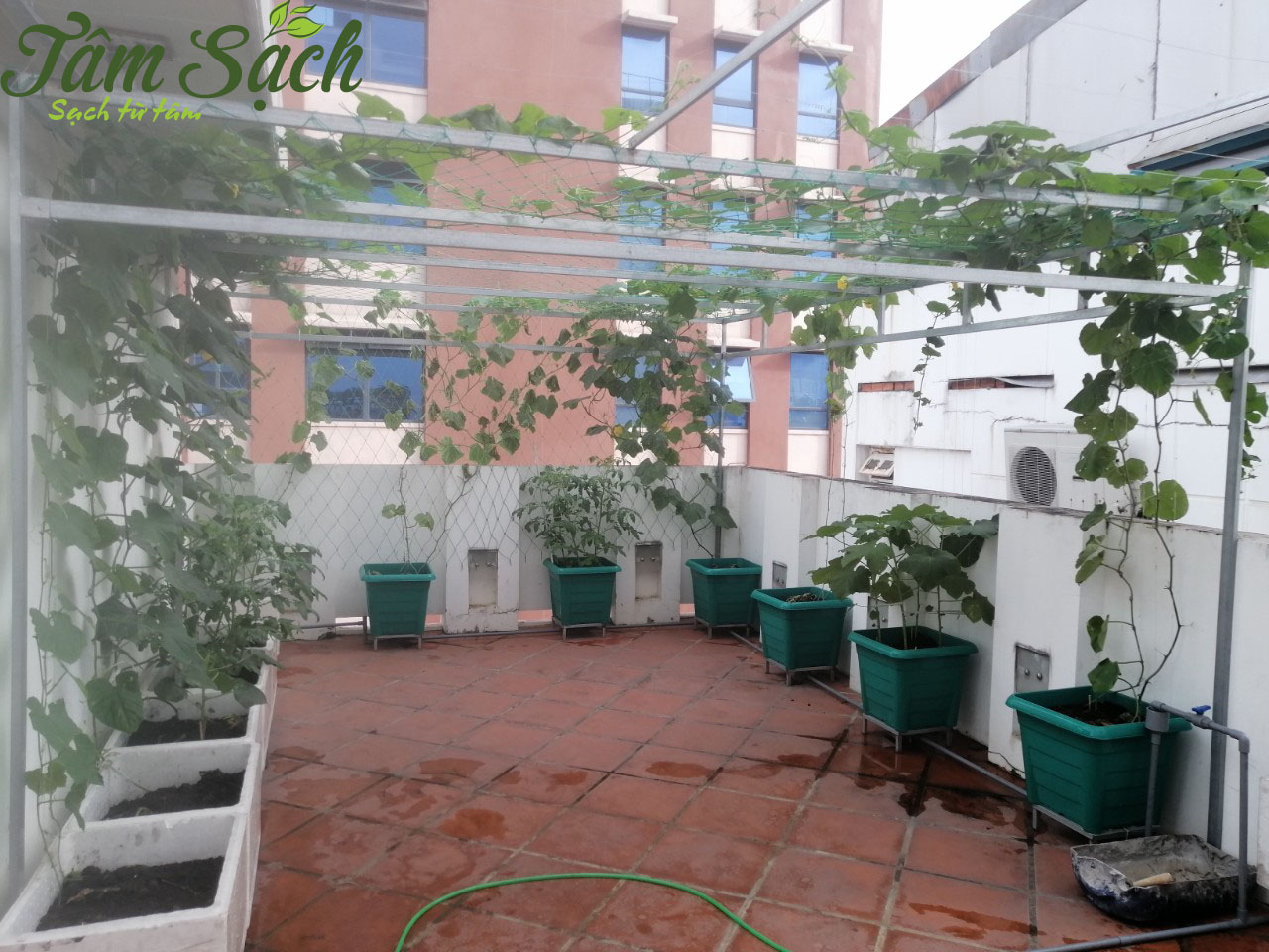 Vườn rau sân thượng