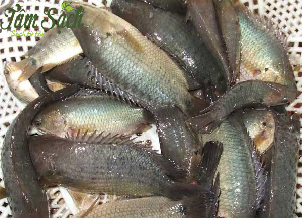 Cá rô đồng giống nhanh lớn dễ nuôi  trại cá giống chất lượng