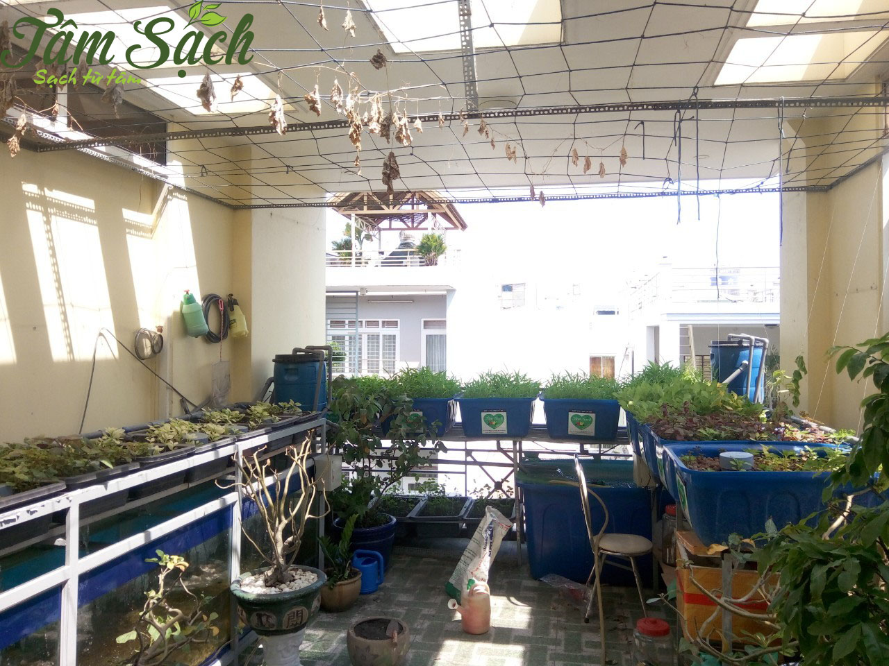Các mô hình trồng rau tại nhà