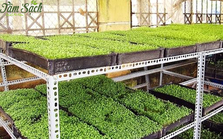 Các mô hình trồng rau tại nhà